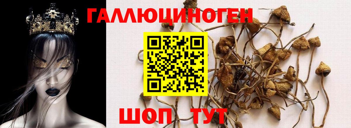 Псилоцибиновые грибы Cubensis Старый Оскол
