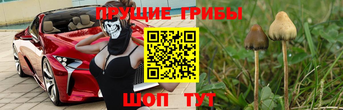 Старый Оскол  Галлюциногенные грибы Psilocybine cubensis  Вход с VPN 